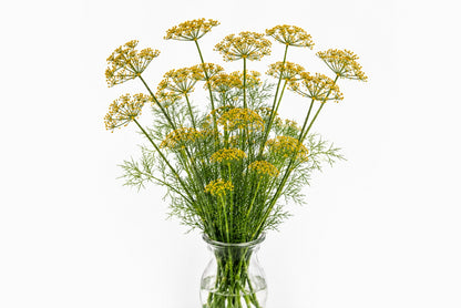 Fennel Flower