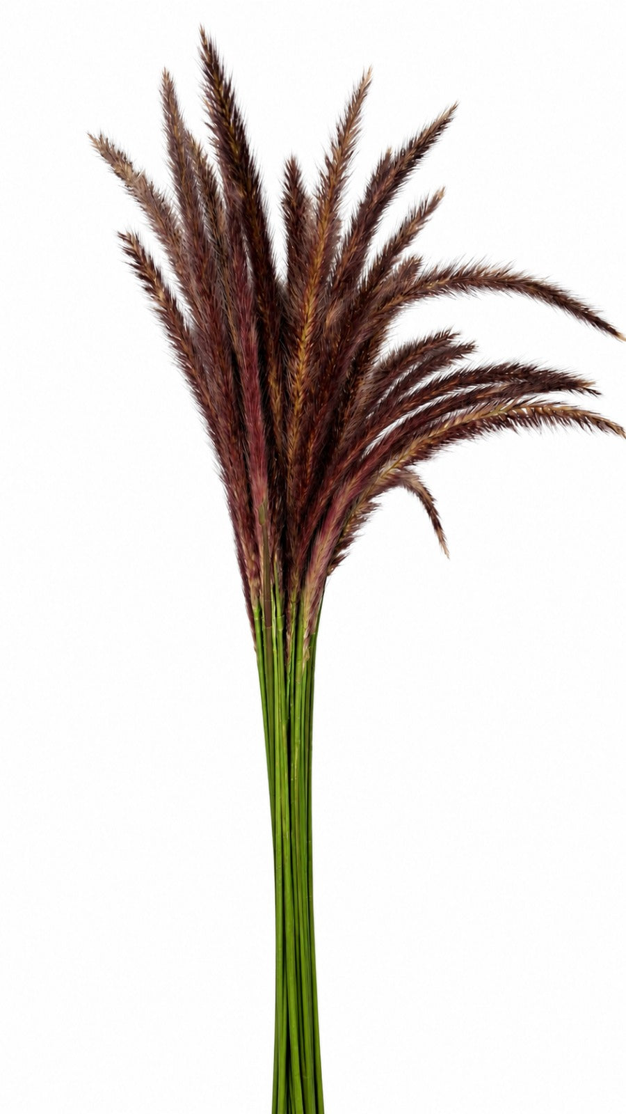 Ornamental Grass