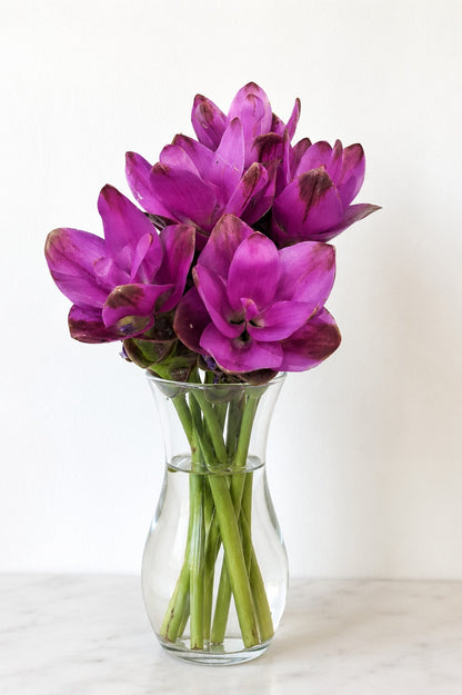 Curcuma Pink
