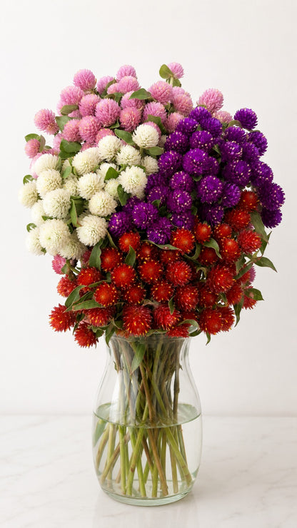 Gomphrena Mix - (White/Purple/Red/Orange)