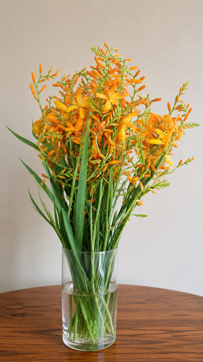 Crocosmia Yellow