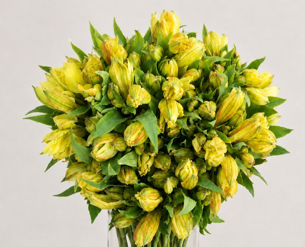 Premium Alstroemeria Yellow