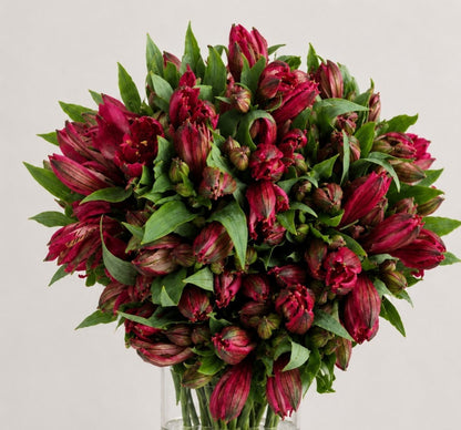 Premium Alstroemeria Red