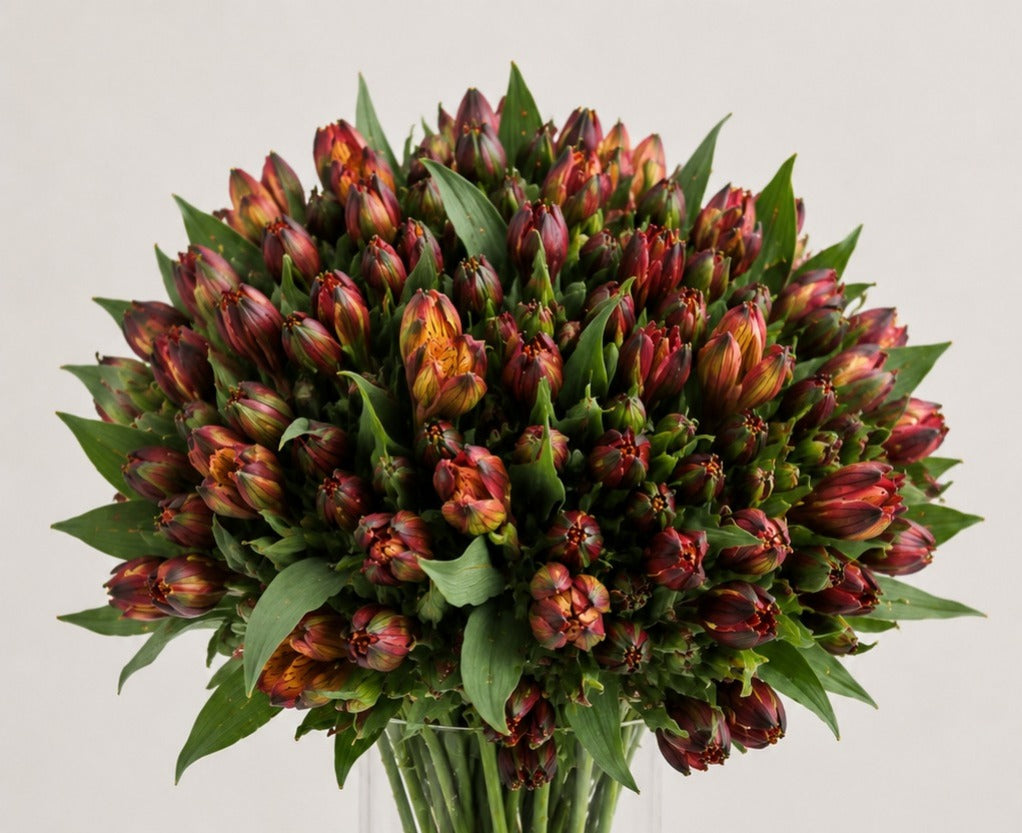 Premium Alstroemeria Mix