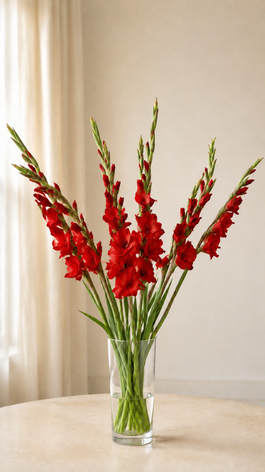 Gladiolus Red