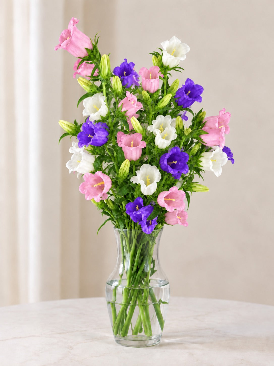 Campanula (White, Pink and Blue)