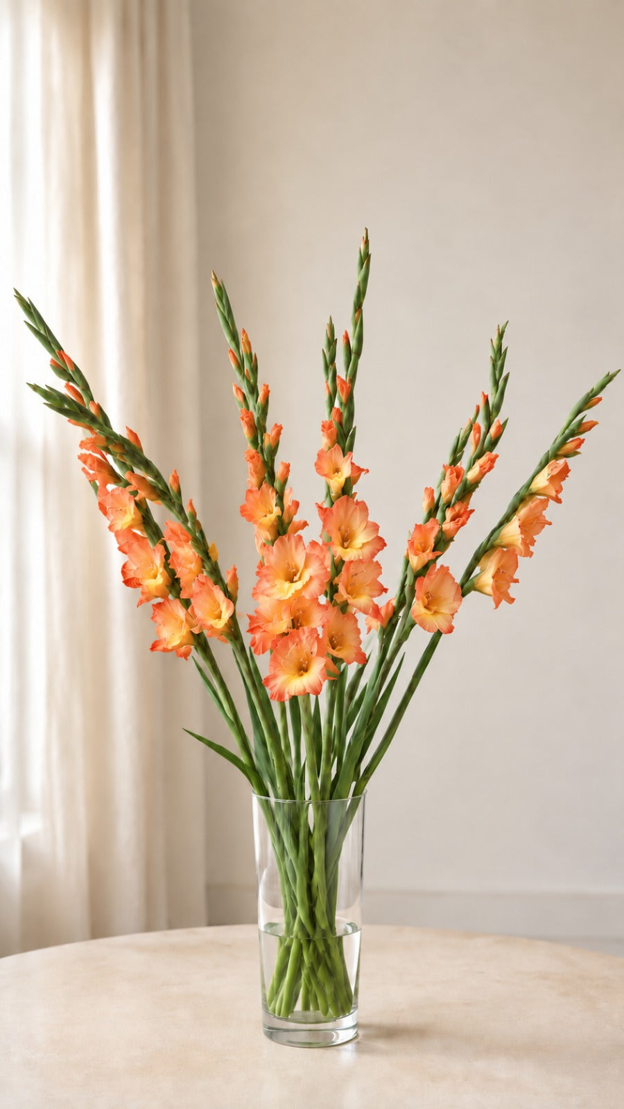 Gladiolus Orange