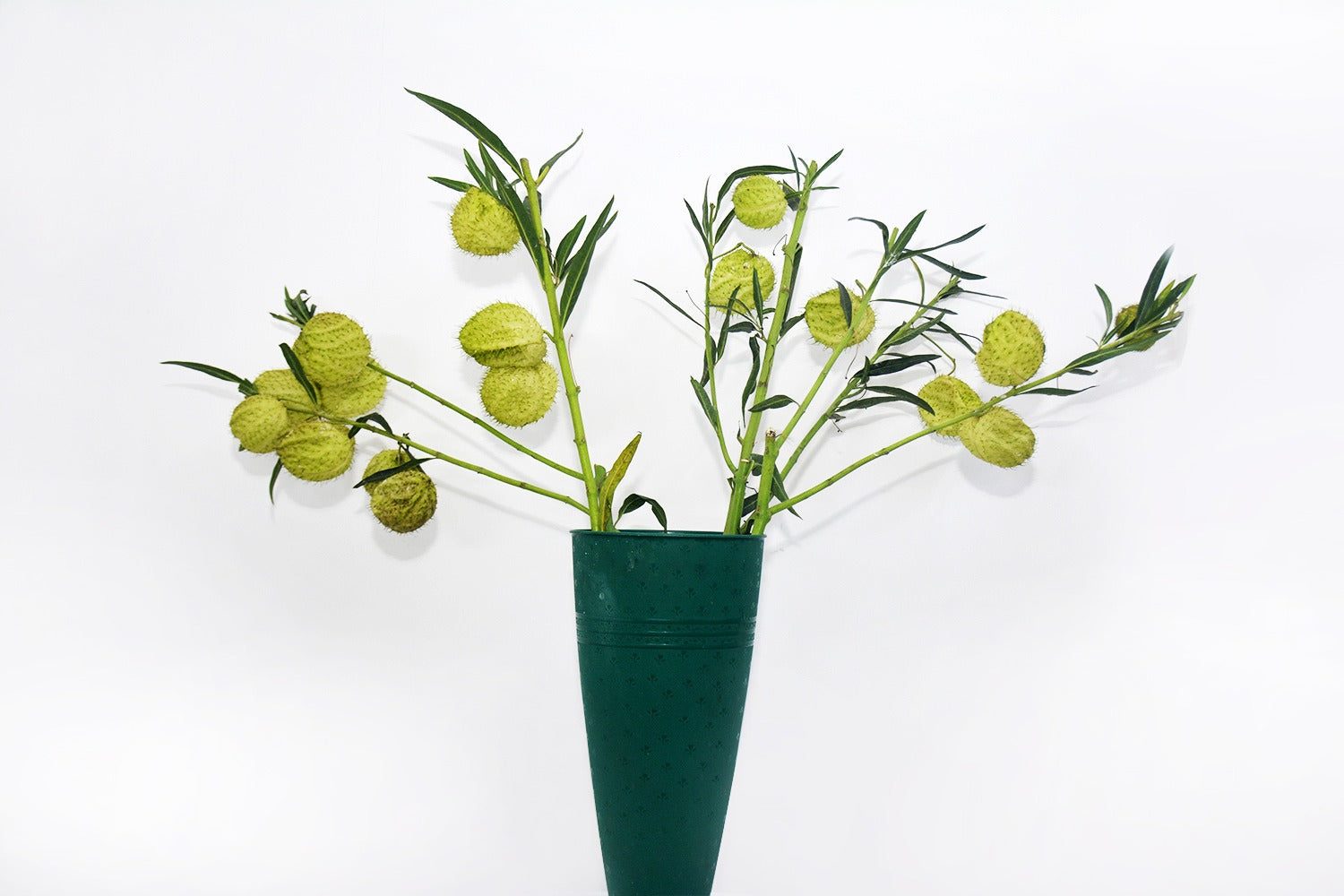 Balloon flower