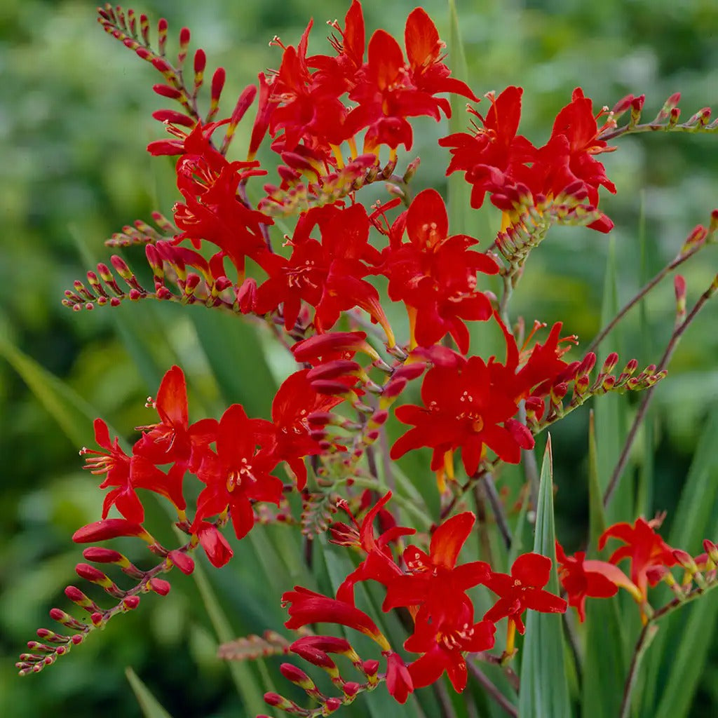 Crocosmia Red