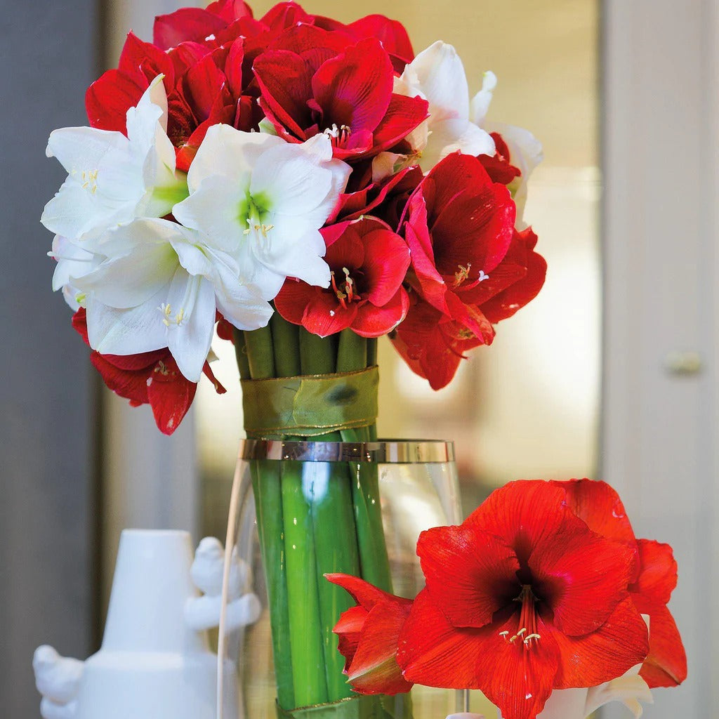 Amaryllis Mix