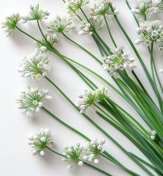 Allium Mini Flower