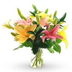 Asiatic Lily Mix