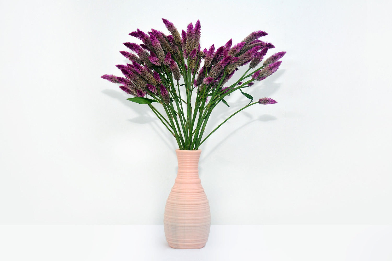 Celosia Roquette Pink