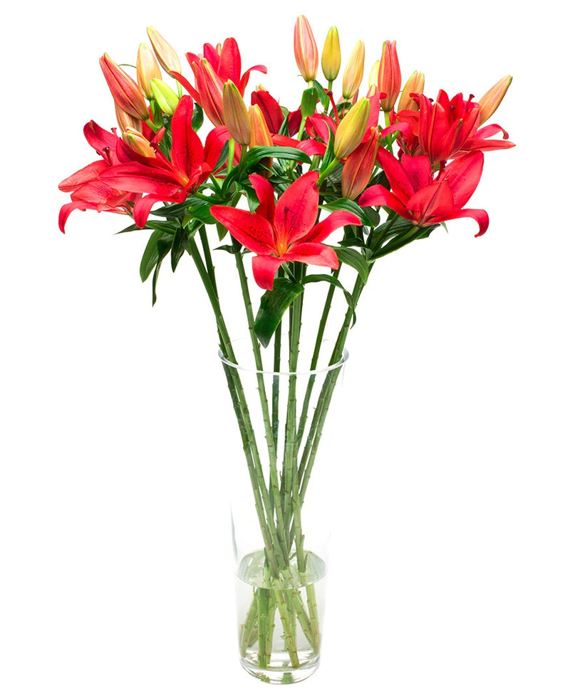 Asiatic Lily Red