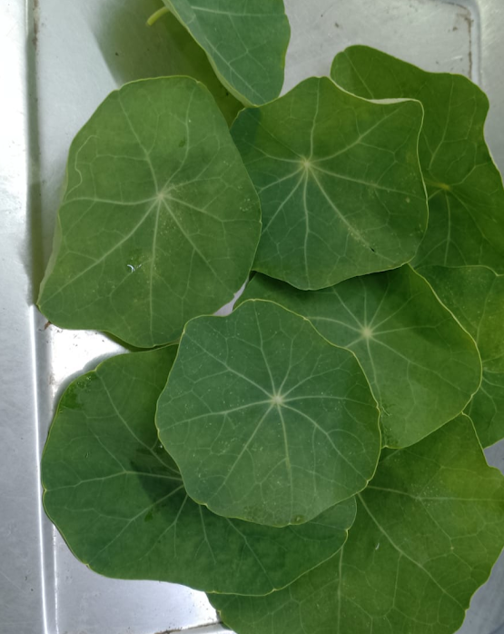 Nasturtium Leaves