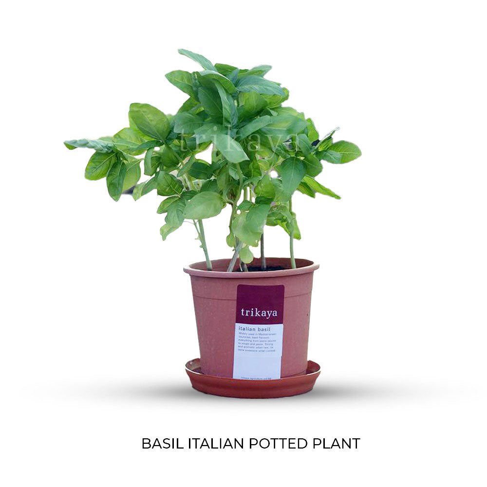 Combo of Herbs Potted Plant (Basil Italian, Parsley Curled, Rosemary, Wheatgrass )