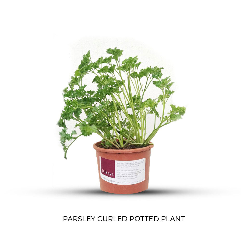 Combo of Herbs Potted Plant (Basil Italian, Parsley Curled, Rosemary, Wheatgrass )