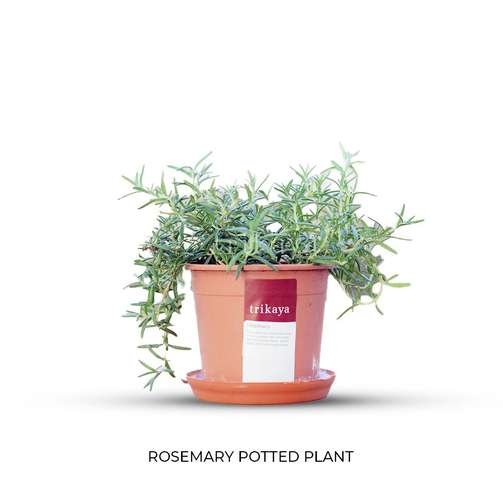 Combo of Herbs Potted Plant (Basil Italian, Parsley Curled, Rosemary, Wheatgrass )