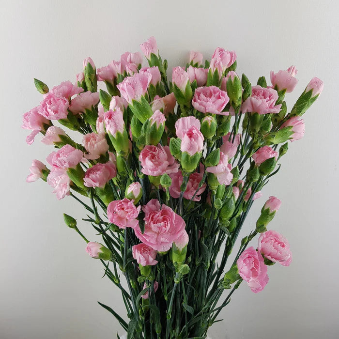 Spray Carnation Pink