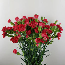 Spray Carnation Red