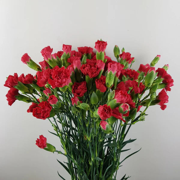 Spray Carnation Red