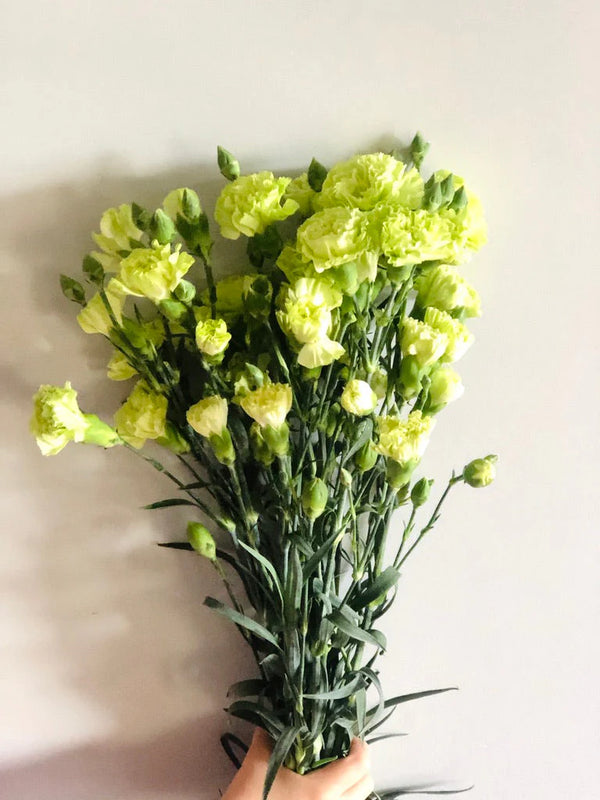 Spray Carnation Green