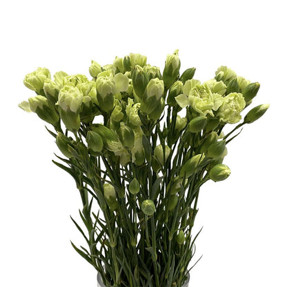 Spray Carnation Green