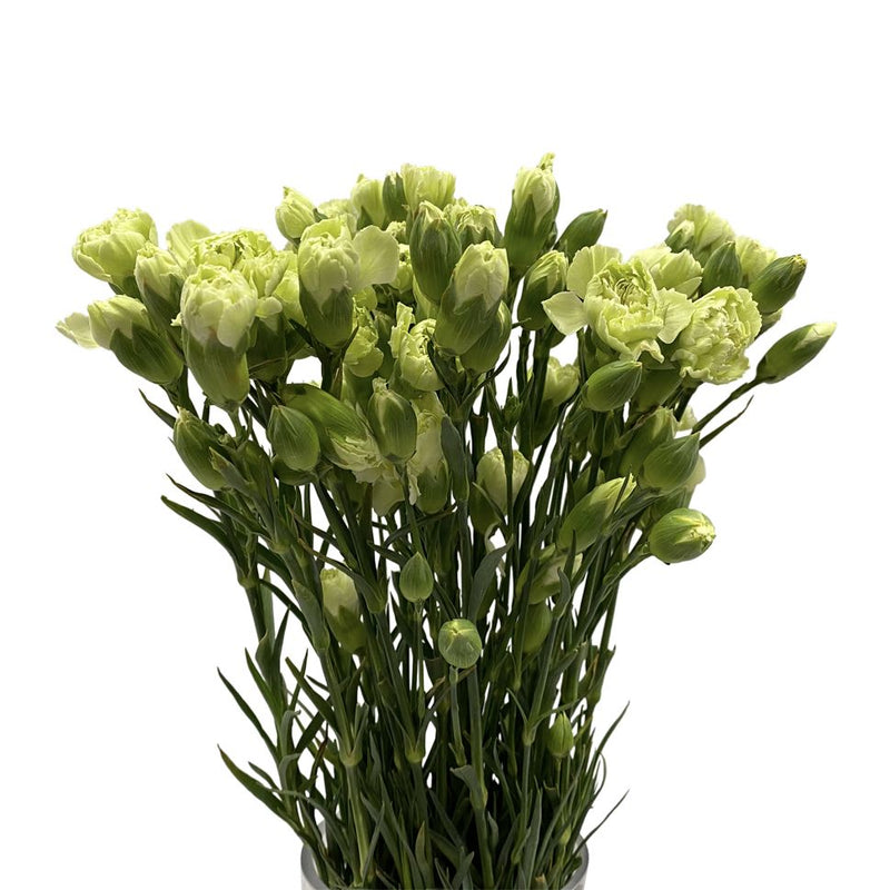 Spray Carnation Green