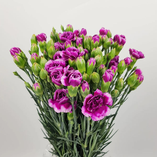 Spray Carnation Purple