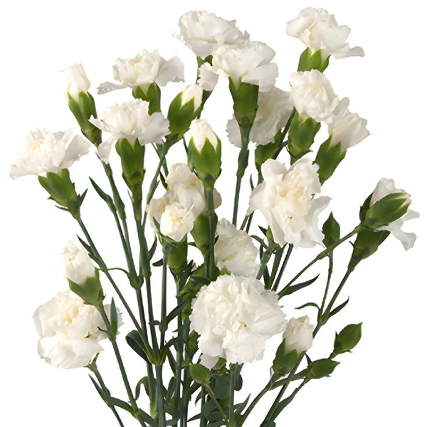 Spray Carnation White