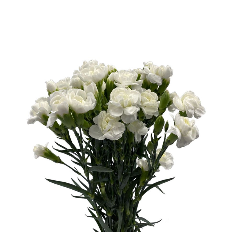 Spray Carnation White