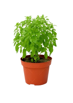 Spicy bushy Basil potted plant