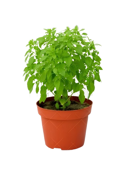 Spicy bushy Basil potted plant