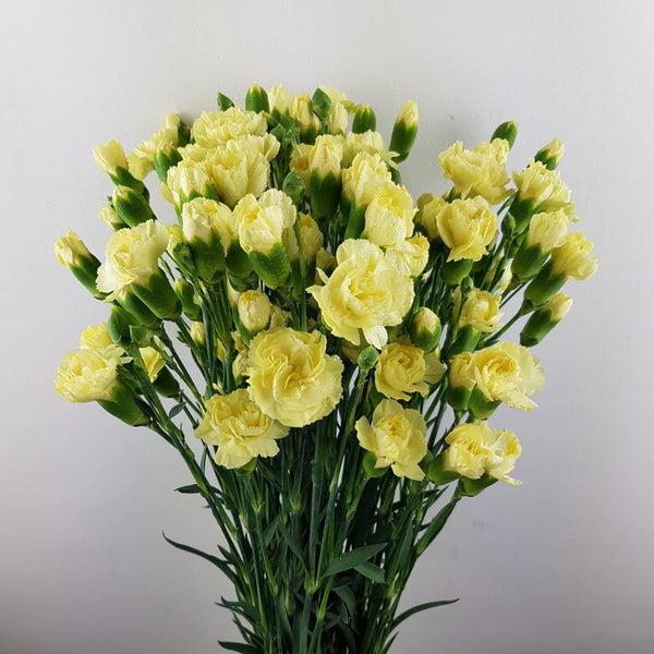 Spray Carnation Yellow