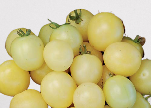 Tomato Cherry - White