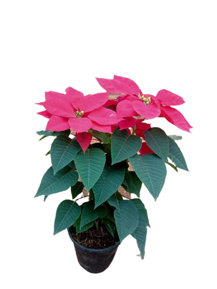 Christmas Poinsettia Plant Buy 2 Get 1 Free