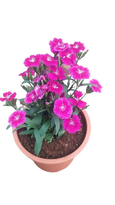 Sweet William Dark Pink Live Plant