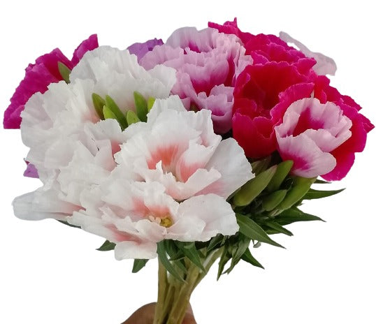 Clarkia flower