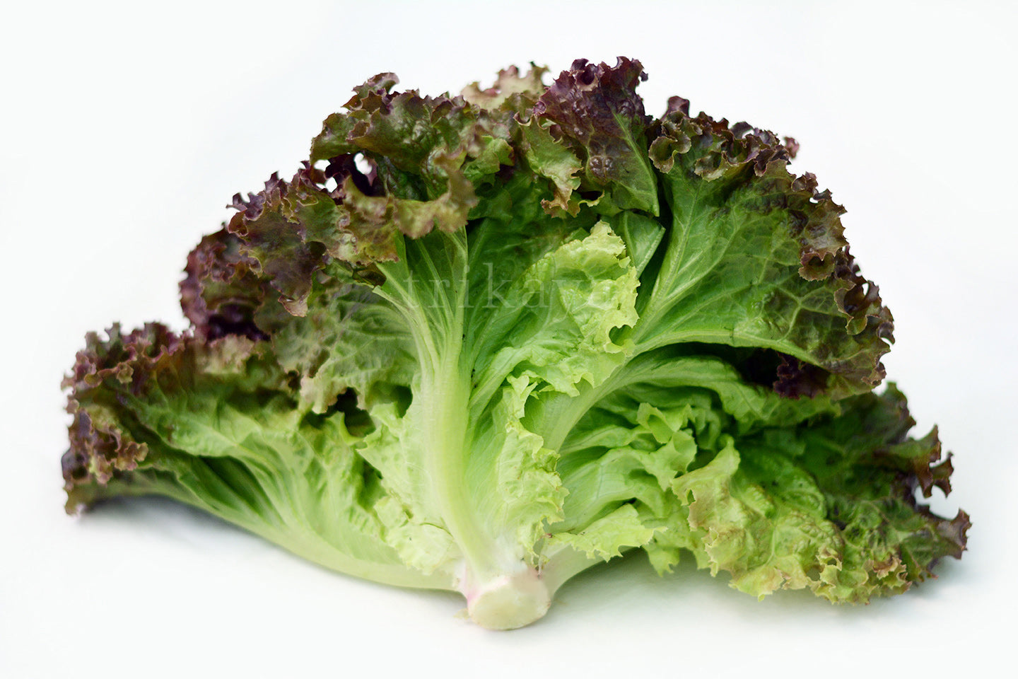 Lettuce Lollo Rosso