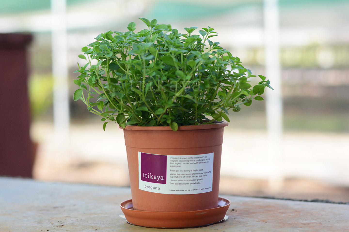 Oregano Live Plant