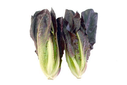 Lettuce Romaine Red
