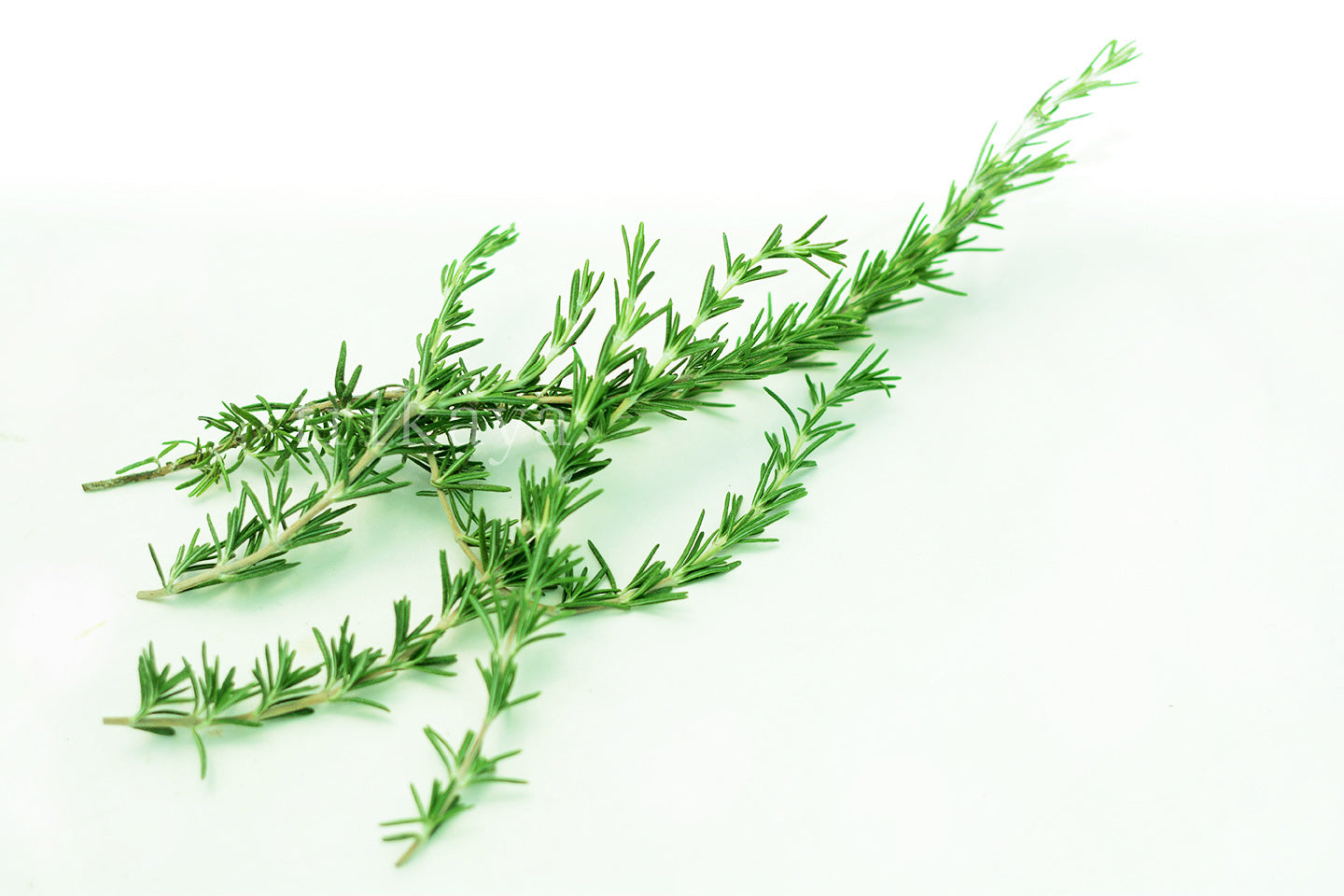 Rosemary Fresh