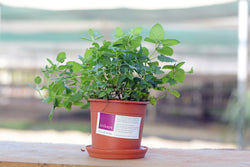 Mint Live Plant Assorted - Ceramic Potted