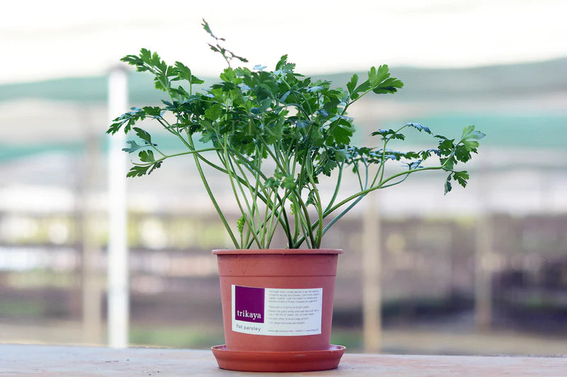 Parsley Flat Live Plant  - Ceramic Potted