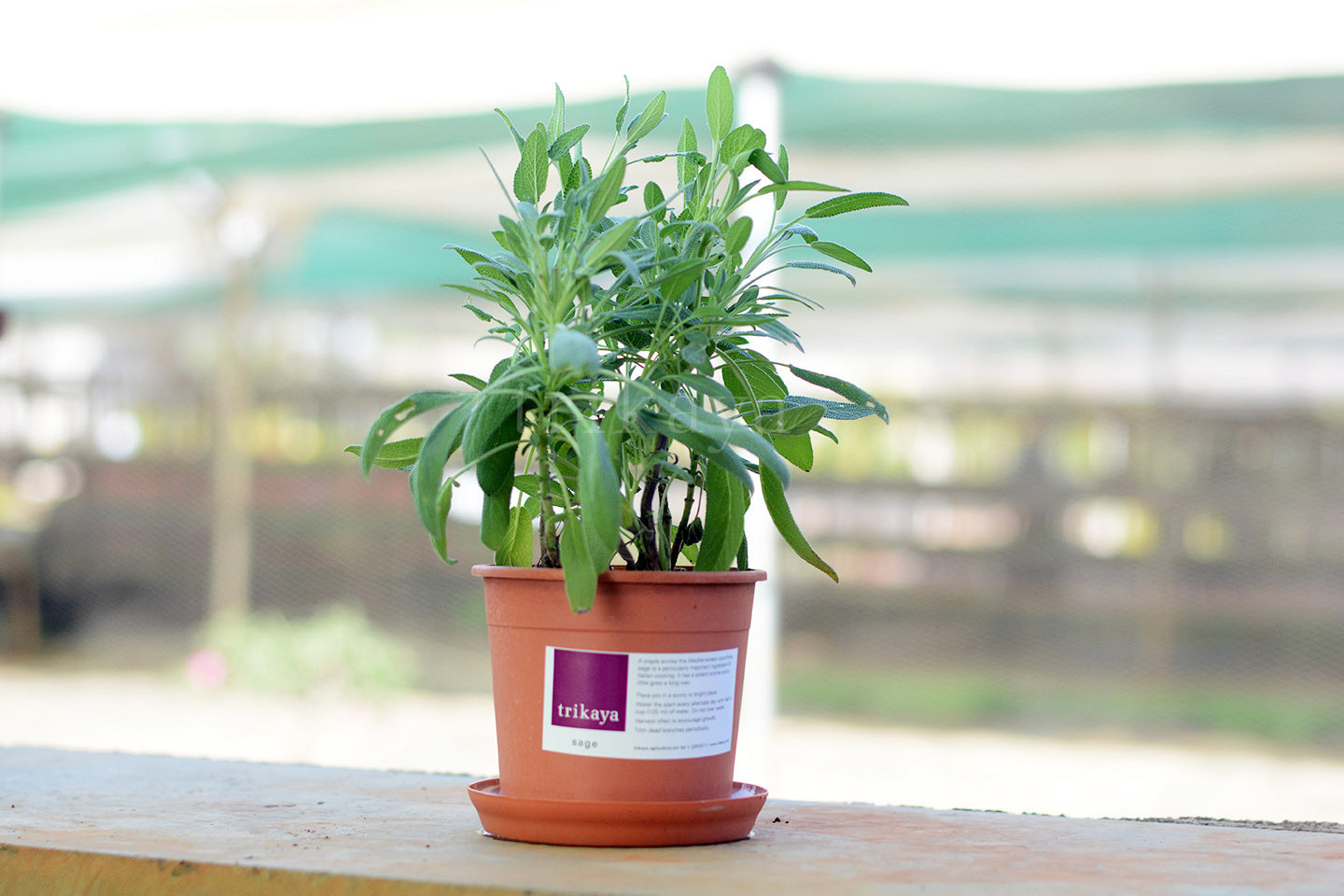 Sage Live Plant