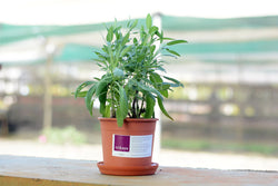 Sage Live Plant - Ceramic Potted
