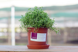 Thyme Live Plant