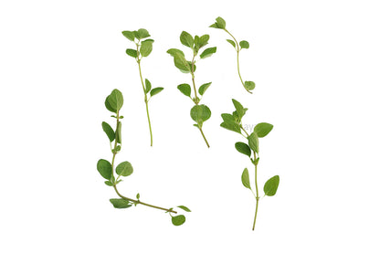 Sweet Marjoram Fresh