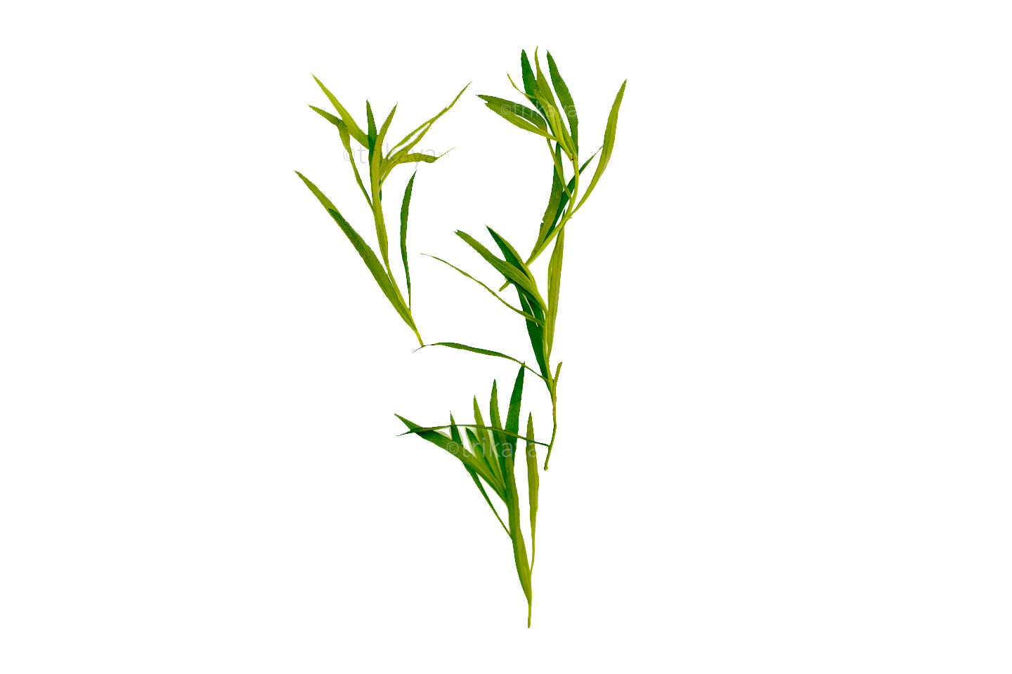 Tarragon Fresh