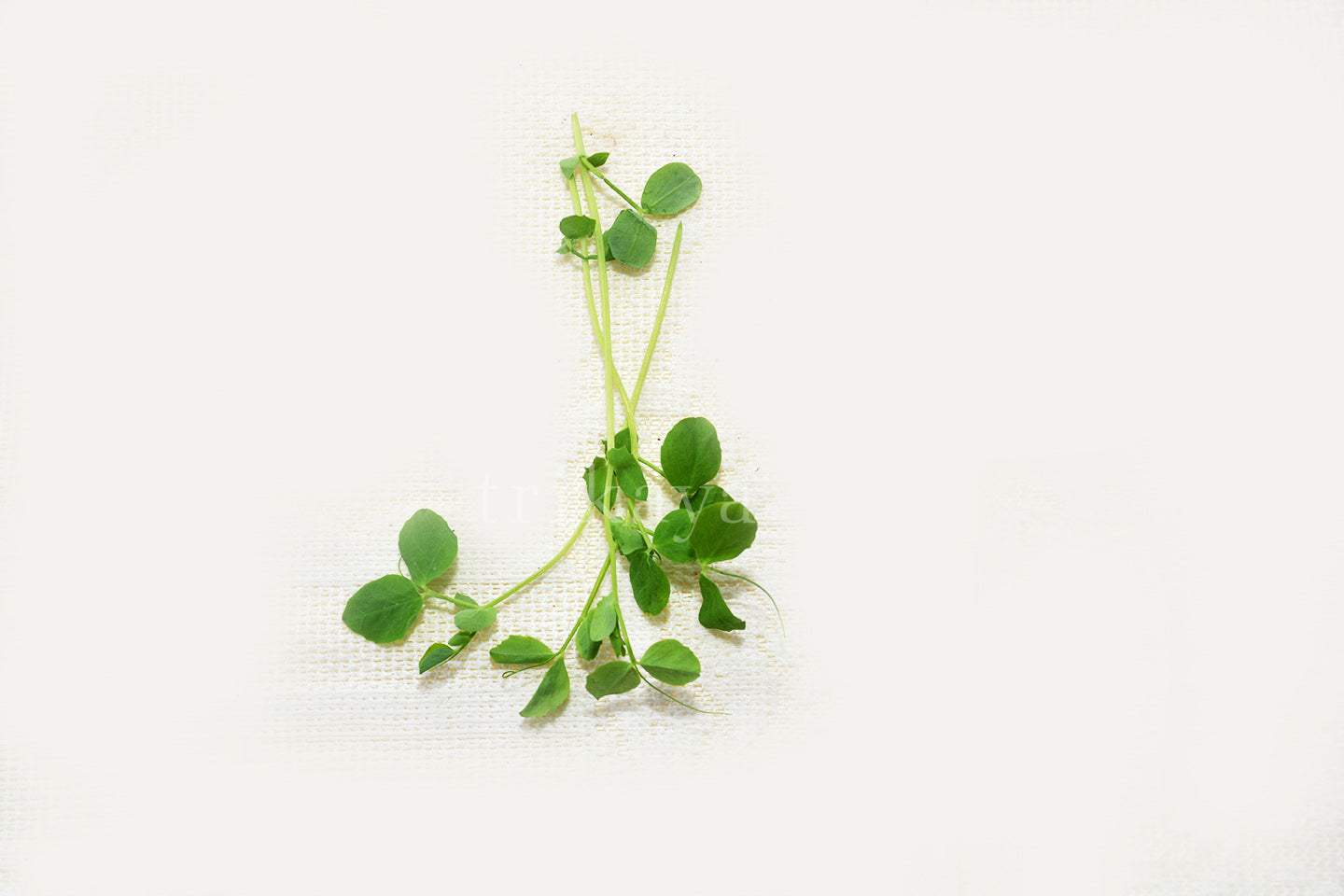 Microgreen Peas Shoot